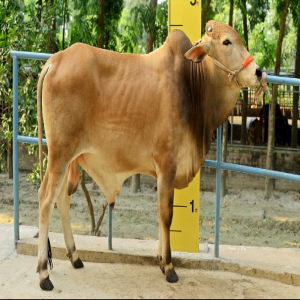 Male - Bull (ষাঁড়)